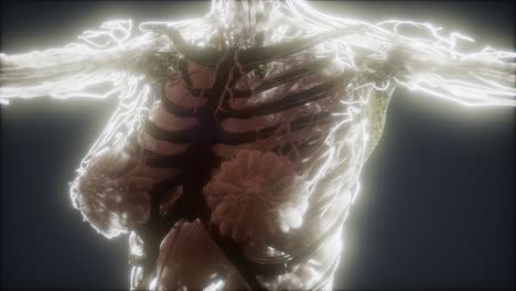 Animación-Colorida-Del-Cuerpo-Humano-Que-Muestra-Huesos-Y-órganos